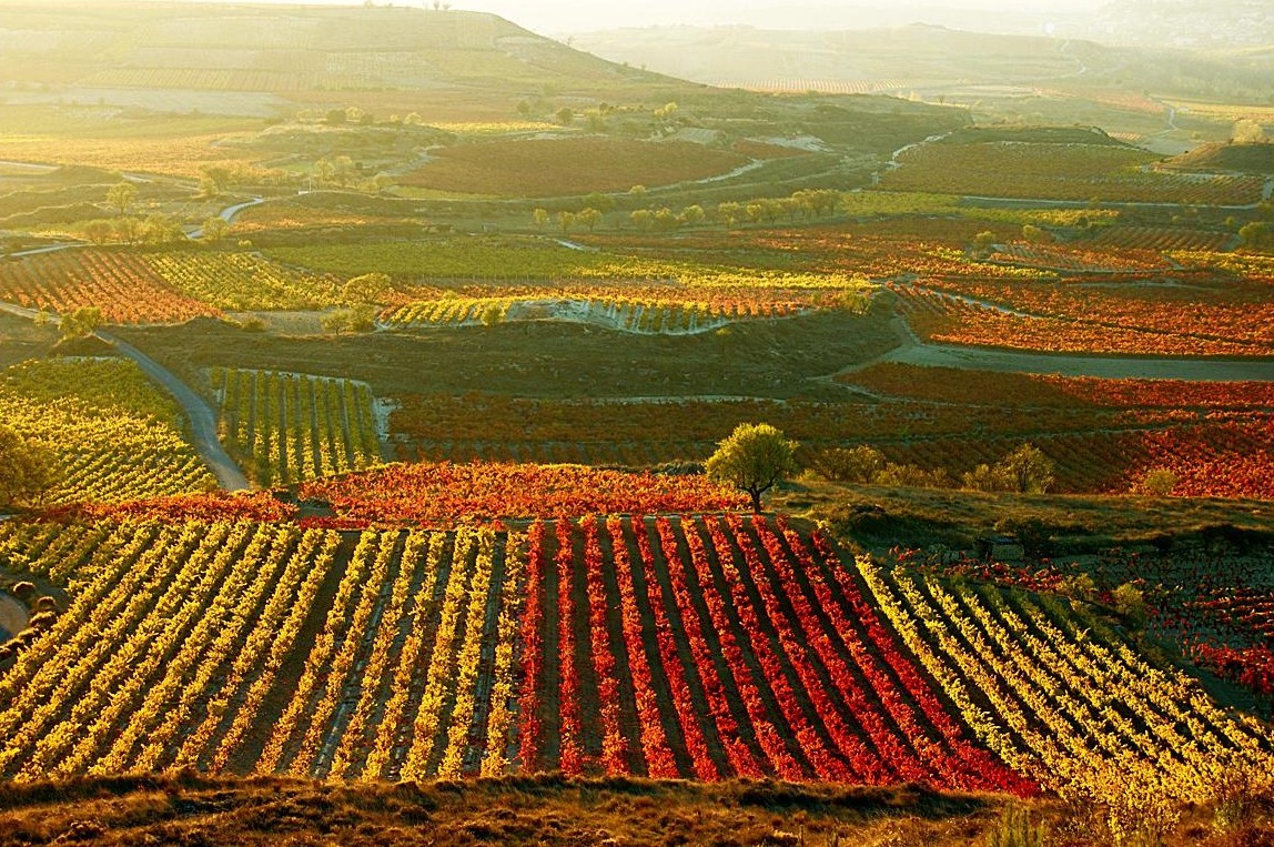 Rioja tierra del vino con visita a bodega y Vitoria-Gasteiz