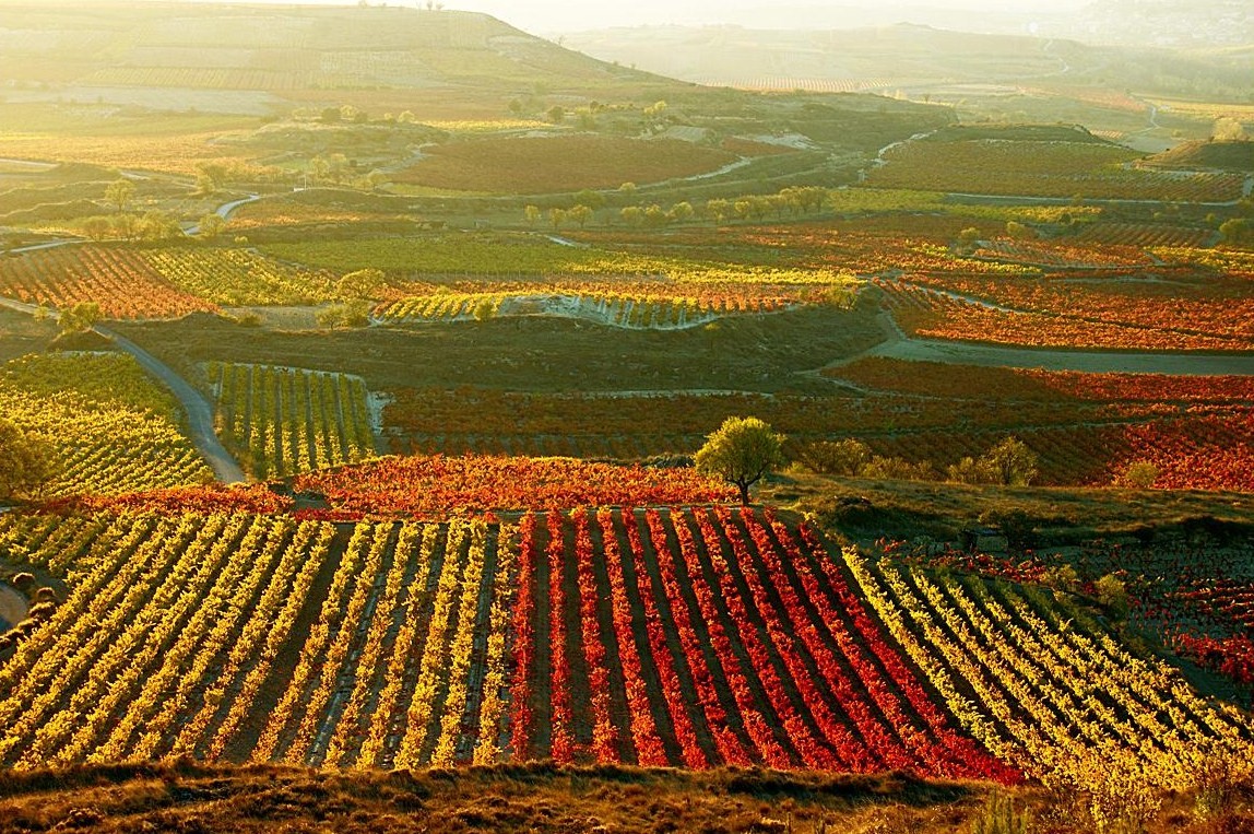 Rioja wine region with visit to a winery & Vitoria-Gasteiz